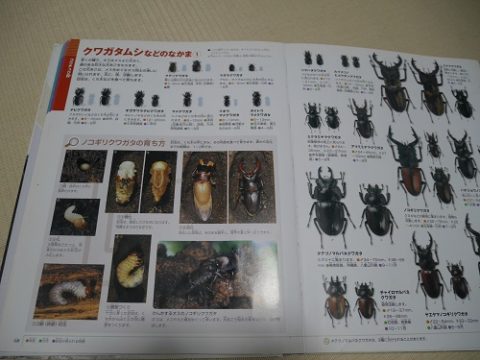 小学館の図鑑neoの『昆虫』のクワガタ解説ページ